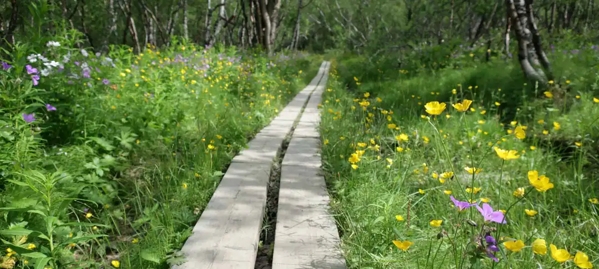 Vandring i Värmland